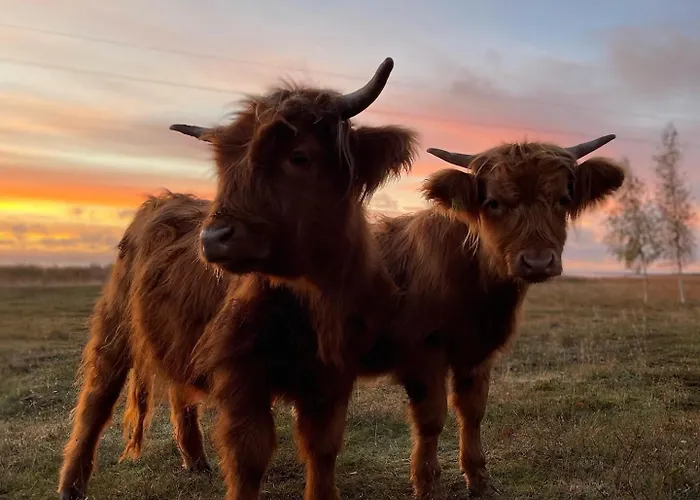 Homestay Kihnu Kuelalistemaja